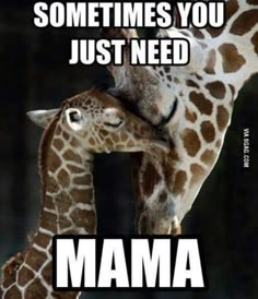 two giraffes that are touching each other with the caption, sometimes you just need mama