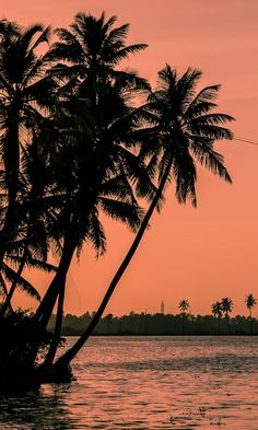 palm trees are silhouetted against an orange sky at sunset on the water's edge