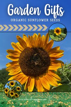 Garden Gifts - Organic Sunflower Seeds Sunflower Garden, Virginia Usa, Sunflower Seed