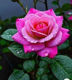 a pink rose with water droplets on it