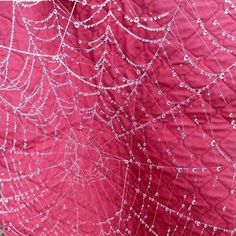 a spider web with water drops on it