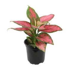 a pink and green plant in a black pot