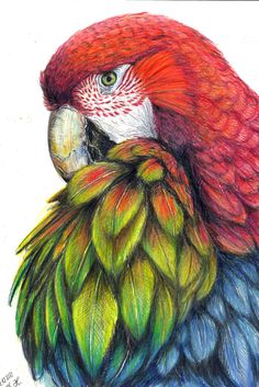 a drawing of a colorful parrot with green and red feathers