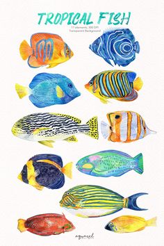 an image of tropical fish in watercolor