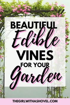 the words beautiful edible vines for your garden