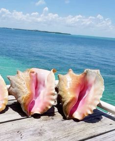 Conch Shell Aesthetic, Wow Photo, Ocean Vibes, Conch Shell, Summer Wallpaper, Summer Design, Summer Photos, Summer Pictures