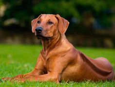 a brown dog laying on top of a lush green field