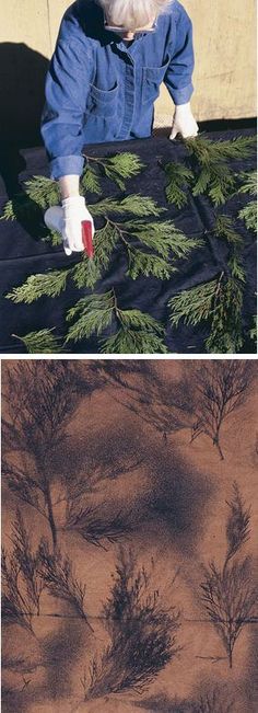 two pictures with trees in the middle and one showing leaves on the ground at different stages of growth