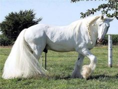 a white horse with long hair standing in the grass next to a fence and trees