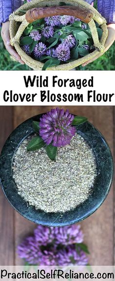 two pictures with flowers in them and the words wild foraged clover blossom flour