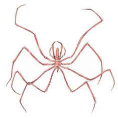 a red spider with long legs and large antennae on it's back, sitting in front of a white background