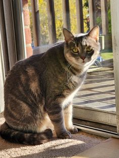 a cat sitting in front of a sliding glass door looking at the camera with an alert look on its face