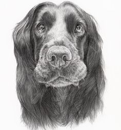 a black and white drawing of a dog's face, looking straight ahead at the camera