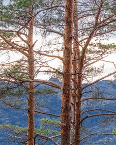 the tops of several trees with mountains in the background