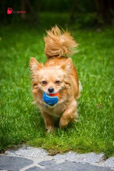 a small brown dog running with a ball in its mouth on the grass and looking at the camera