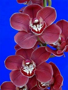 red flowers with white stamens against a blue background