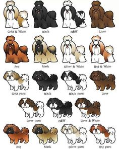 If you looking to buy or adopt a Shih Tzu, you should know that there are over 14 recognised colors from breeders for your Shih Tzu! Different Breeds Of Dogs, Perro Shih Tzu, Chien Shih Tzu, Breeds Of Dogs, 강아지 그림, Labrador Retriever Puppies, Shih Tzu Puppy, Lhasa Apso