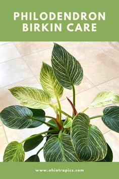 a close up of a plant with the words philodendron birkinn care