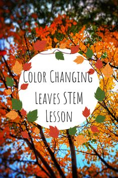 Color Changing Leaves | Kaplan Early Learning Company Why Do Leaves Change Color Kindergarten, Leaf Lesson Plans, Language Experience Approach, Why Do Leaves Change Color, Leaf Lessons, Seasons Changing, Steam Lessons, Colors For Toddlers, Color Lessons