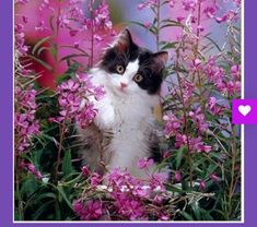 a black and white cat sitting in the middle of purple flowers with a pink border around it