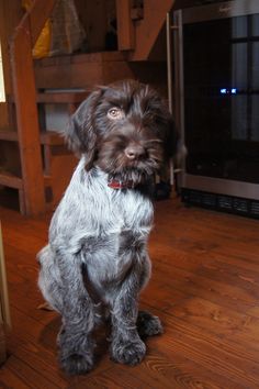 a dog is sitting on the floor in front of a tv and looking at the camera