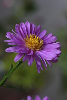 a purple flower with yellow stamen in the center