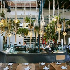 the restaurant is decorated with hanging plants and potted plants on the ceiling, along with wooden tables