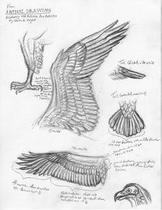 some drawings of different types of birds and their wingspans are shown in this drawing