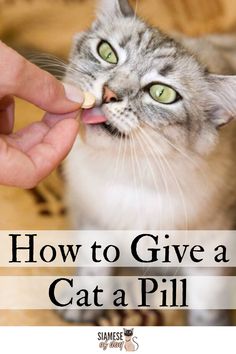 a person feeding a cat with the caption how to give a pill to your cat