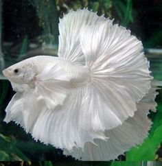 a white fish is swimming in an aquarium