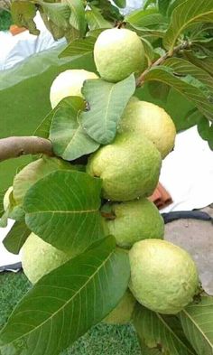 the fruit is growing on the tree branch in the yard, and ready to be picked