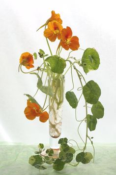 an arrangement of flowers in a glass vase