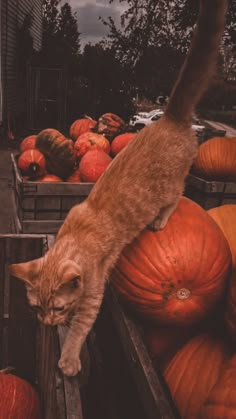 Aesthetic fall october halloween Halloween Mode, Studera Motivation, Photo Halloween, Autumn Magic, Halloween Wallpaper Iphone, Fall Mood, Spooky Szn, Tableau Art