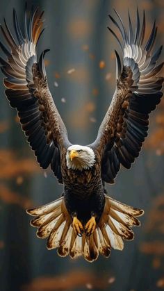 an eagle is flying in the air with its wings spread out and it's talon extended