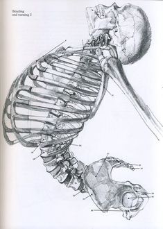 an image of a diagram of the human skeleton and its parts in black and white