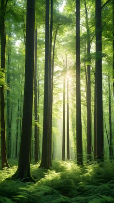 sunlight shining through the trees in a forest