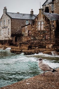 a seagull standing on the beach in front of some old buildings and water