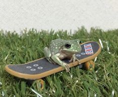 a frog sitting on top of a skateboard in the grass