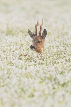 a deer is hiding in the middle of a field