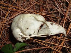 an animal skull is laying on the ground