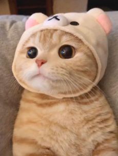 an orange cat wearing a white kitty hat with ears and eyes on it's head