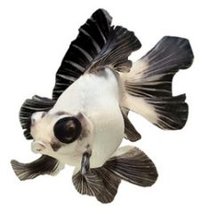 a black and white fish with big eyes