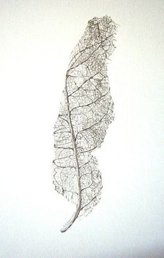 a drawing of a leaf on a white background