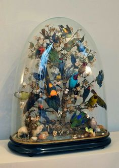 a glass dome filled with lots of colorful birds