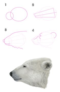 how to draw a polar bear's head