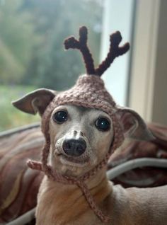 a small dog wearing a knitted reindeer hat