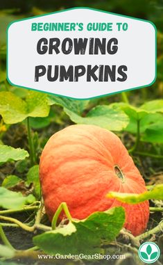 a pumpkin growing in the ground with text overlay reading beginner's guide to growing pumpkins