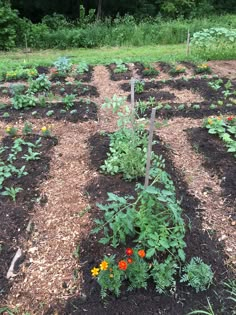 several different types of plants growing in the ground