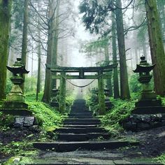 a set of steps leading up to a shrine in the middle of a forest filled with tall trees