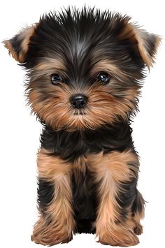 a small black and brown dog sitting on top of a white floor